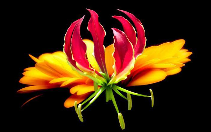 gloriosa bloem