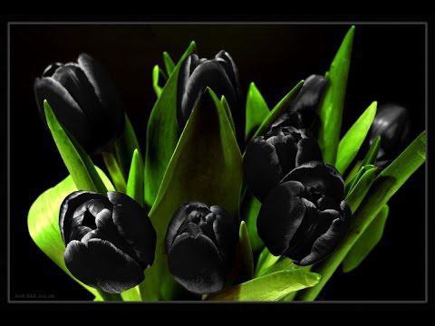 tulpenkoning van de nacht