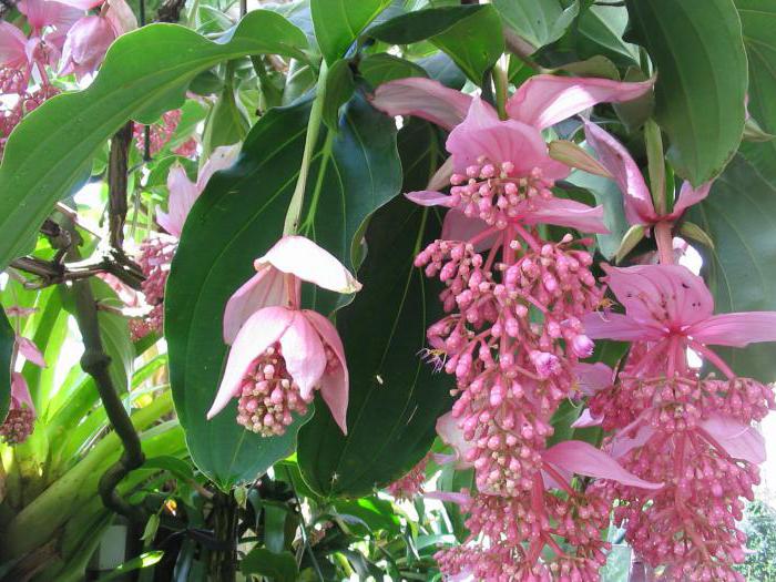 medinilla bloem