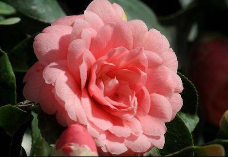 de duurste bloemen