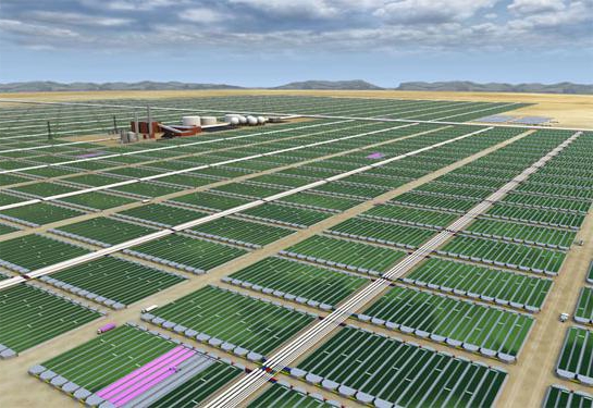 zeewier voor biodieselproductie