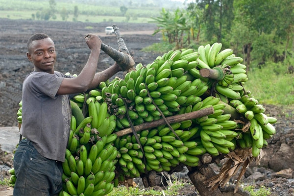 producent bananów