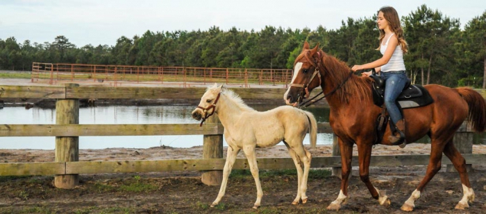 paardenfokkerij als bedrijf
