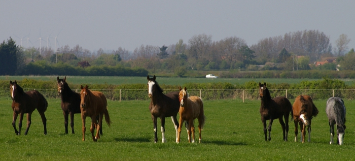 fokken van paarden fokken