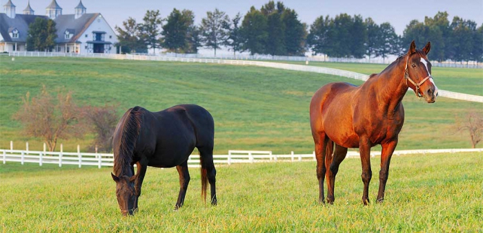 paarden fokken