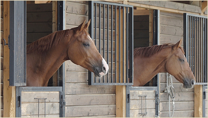 bedrijf te paard