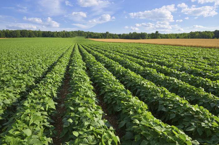 farm