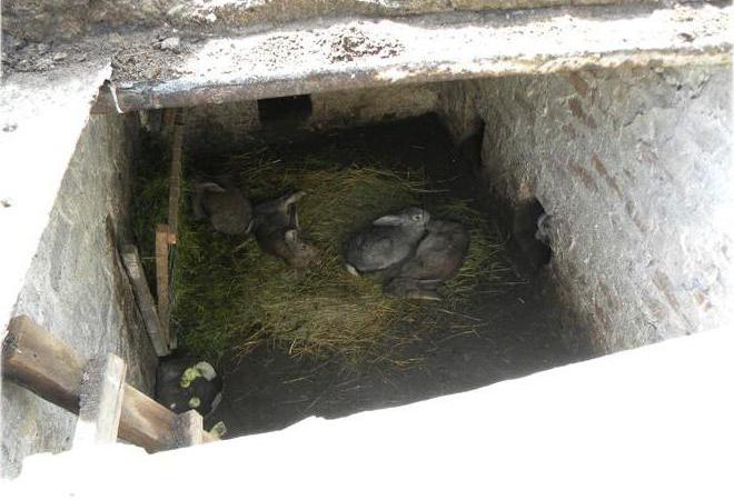  konijnenfokkerij in de pit pit-regeling