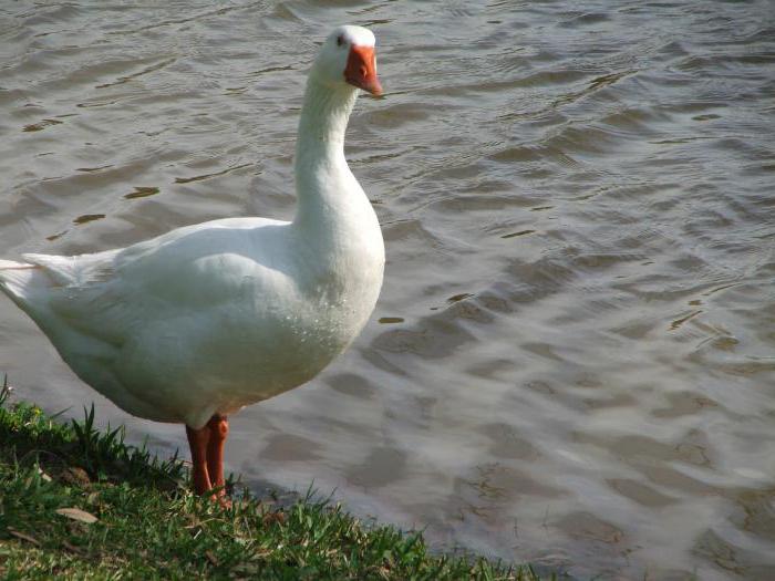 biała gęś