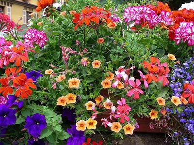 groeiende bloemen te koop in een kas