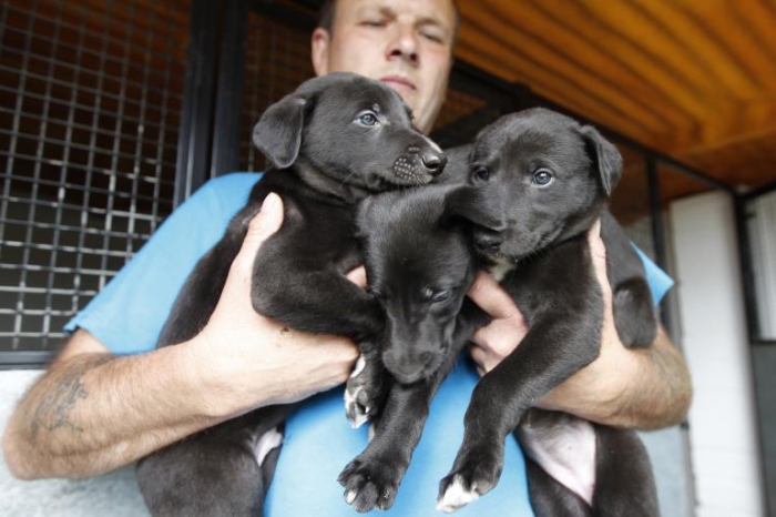 honden fokken als een bedrijf