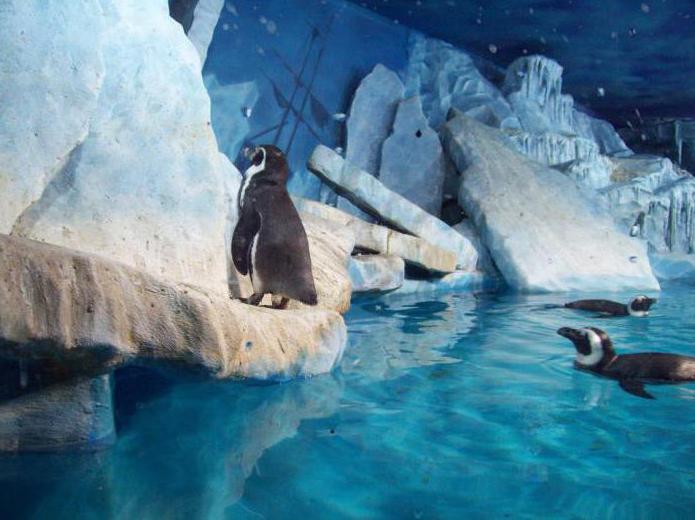 Het grootste aquarium in Moskou