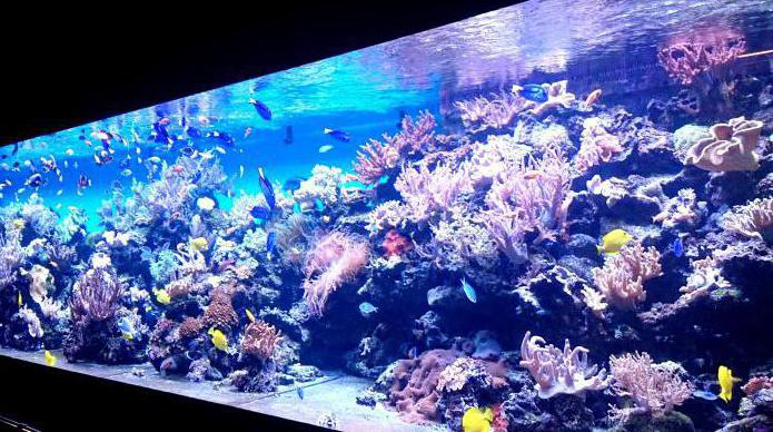 Het grootste aquarium in het winkelcentrum Rio van Moskou op de snelweg Dmitrov