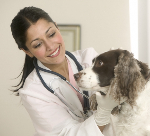 veterinaire diensten