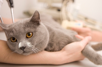 hoeveel verdienen dierenartsen