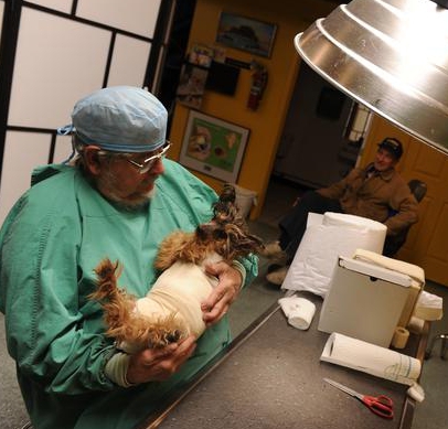 veterinaire diensten thuis