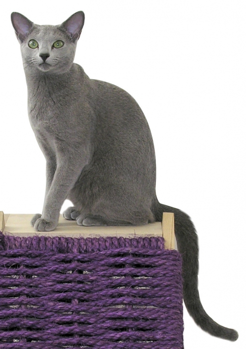 het duurste kattenras