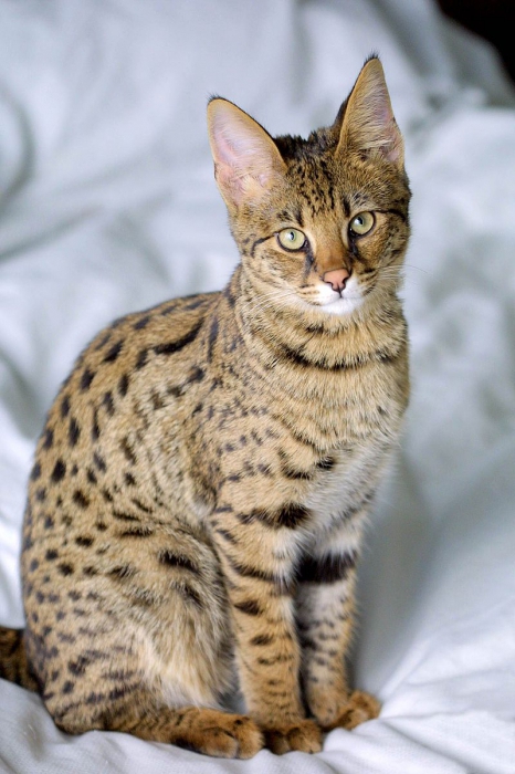 namen van kattenrassen