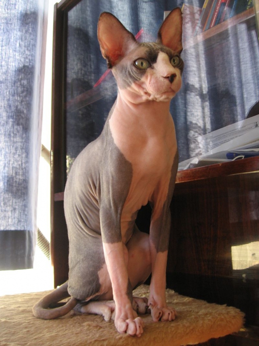 sphynx katten
