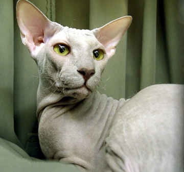 Bengalen kattenras