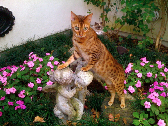 het duurste kattenras ter wereld