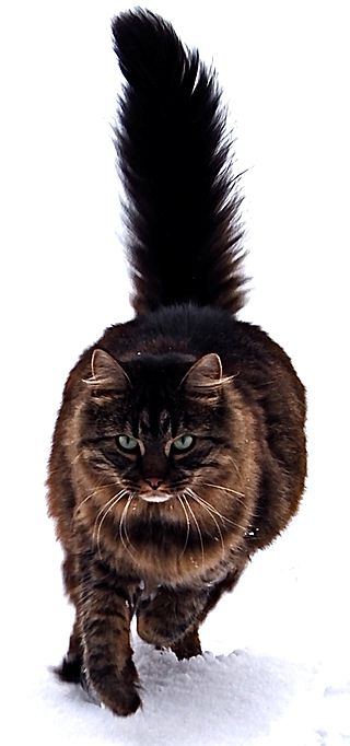 Maine Coon kattenras