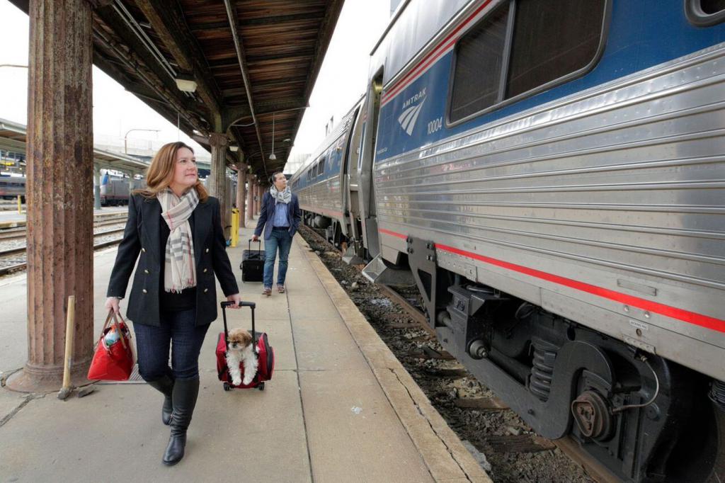 transport psów