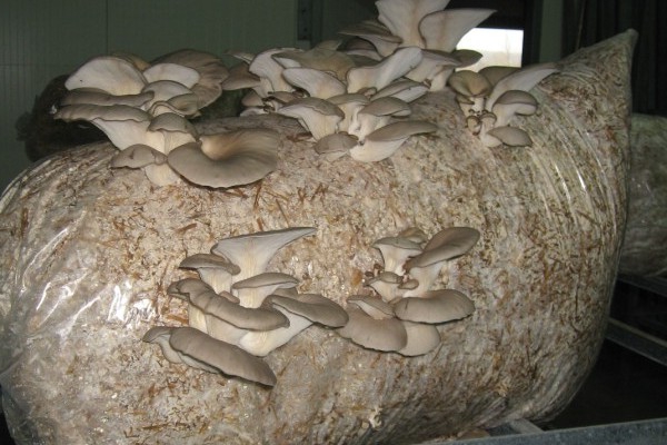 uprawa ostryg