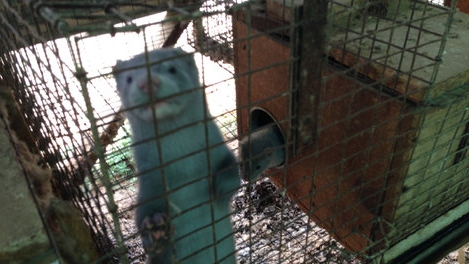 farma norek