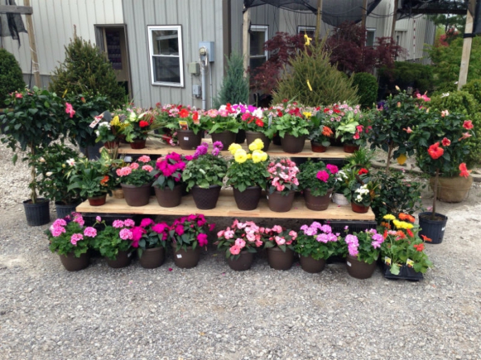 waar te koop bloemen te koop