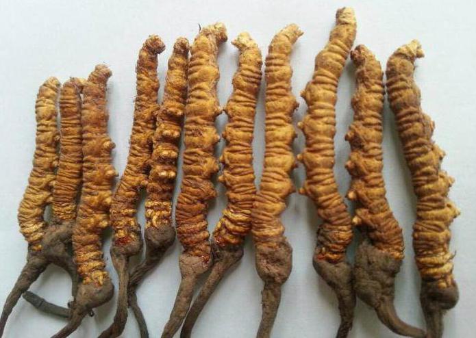 de duurste champignons ter wereld