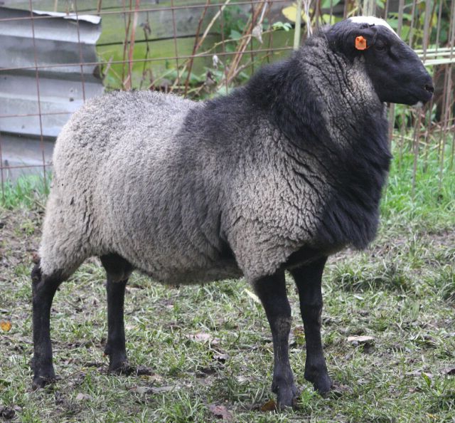 schapen en schapen fokken