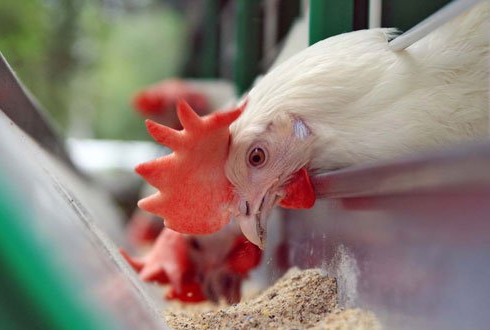 jak otworzyć sklep zoologiczny