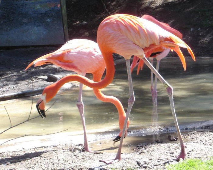 kupować zwierzęta do zoo