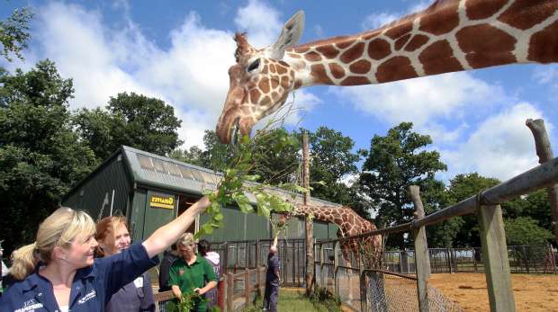 biznesplan zoo