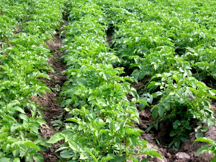 uprawa ziemniaków