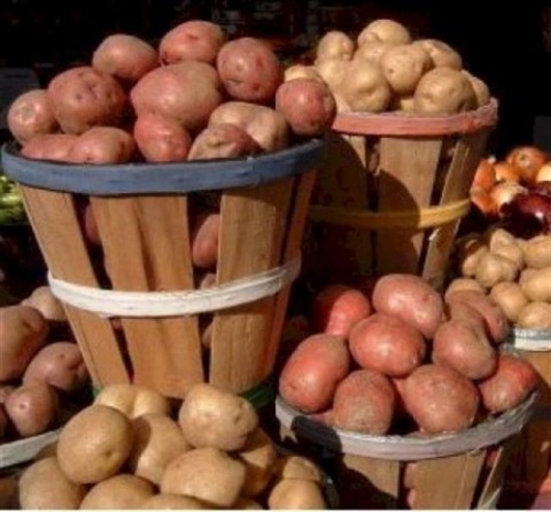 produkcja ziemniaków