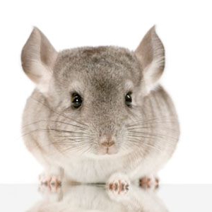 Chinchilla fokken businessplan