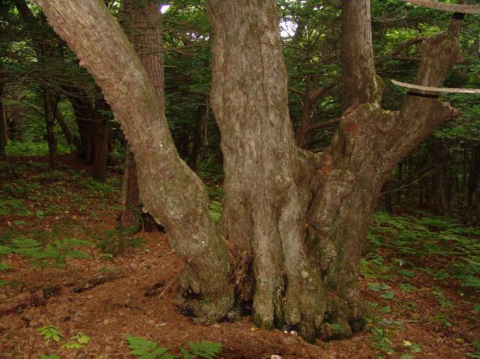 Natuurreservaat Lazovsky State vernoemd naar L. Kaplanov