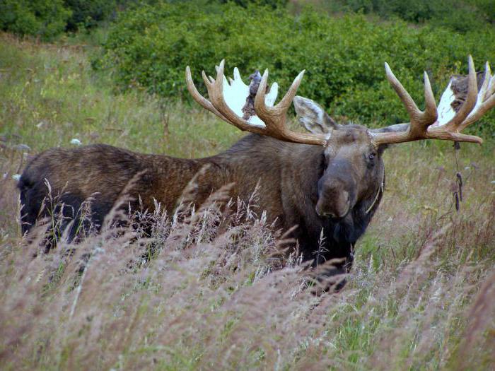 dieren van het Lazovsky-reservaat