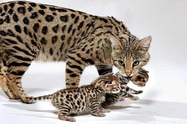 de duurste katten