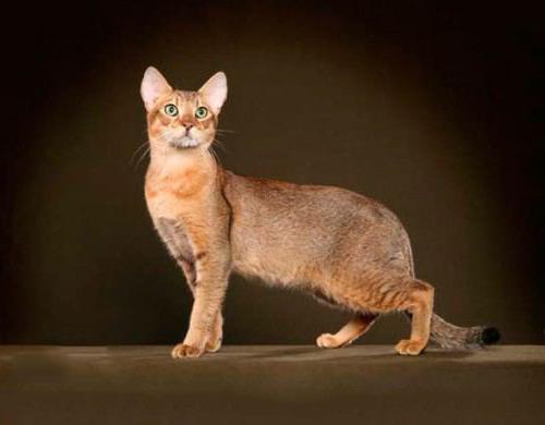 Bengaalse kat