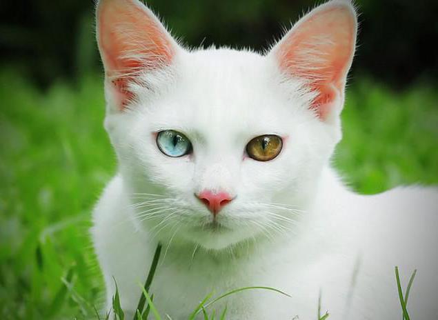  zeldzame kattenrassen