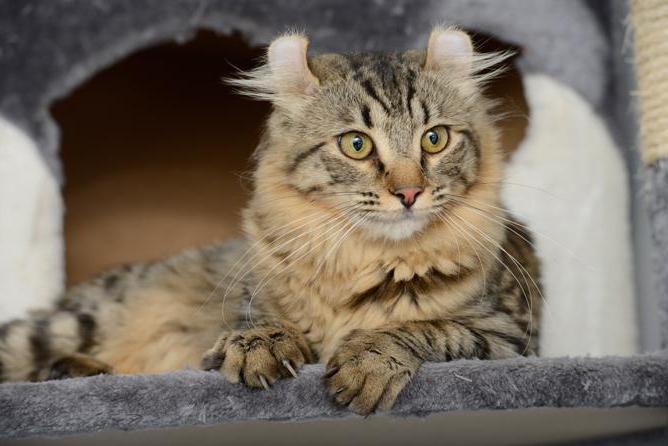 duurste katten beschrijving