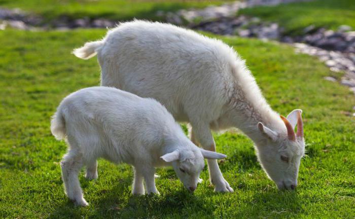 Fokmethoden voor dieren