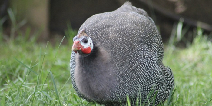 hodowla perliczek