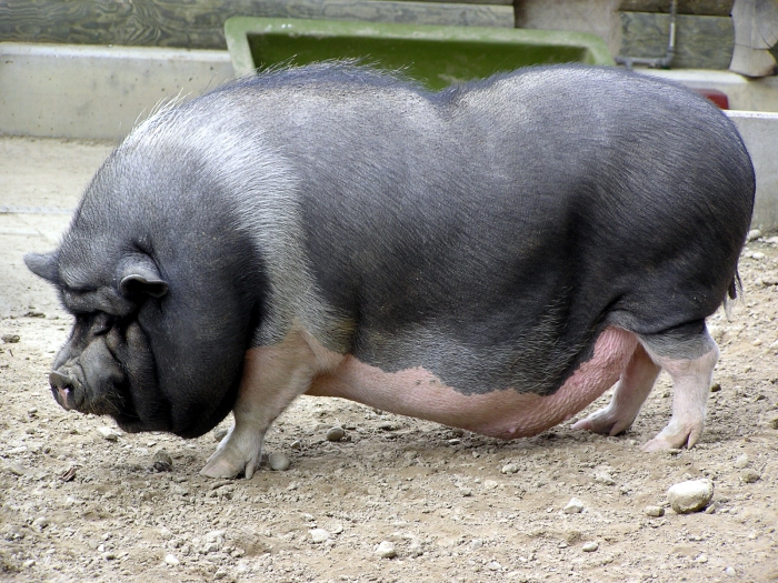 varkens fokken