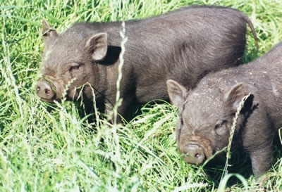 fokken Vietnamese varkens