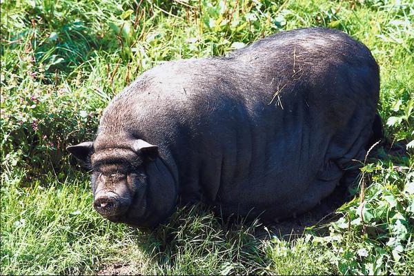 Vietnamese bastaard varkens fokken