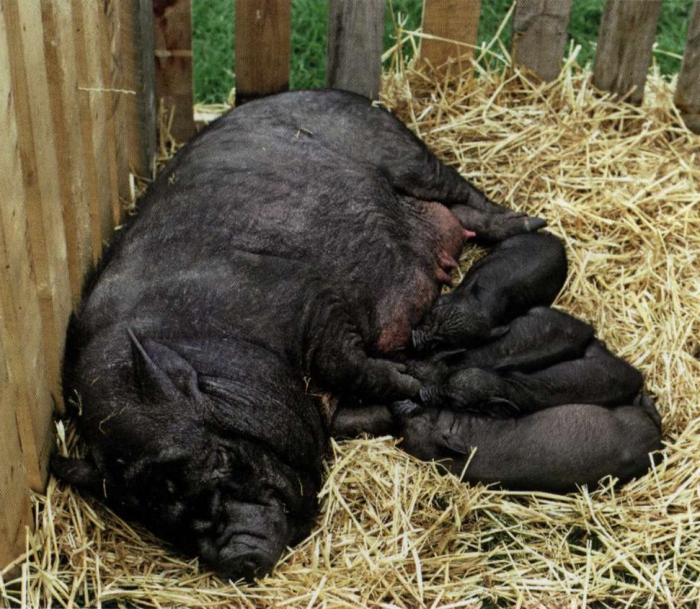 varkens fokken thuis
